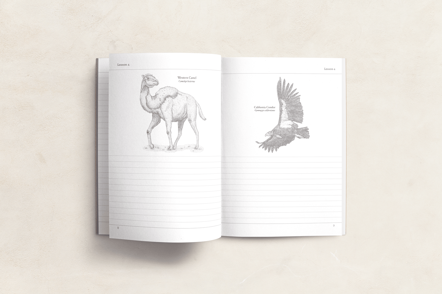 California History narration notebook for 4th, 5th, 6th grade homeschool students by Beautiful Feet Books — with space for written narration, sketching, vocabulary word definitions, and notes