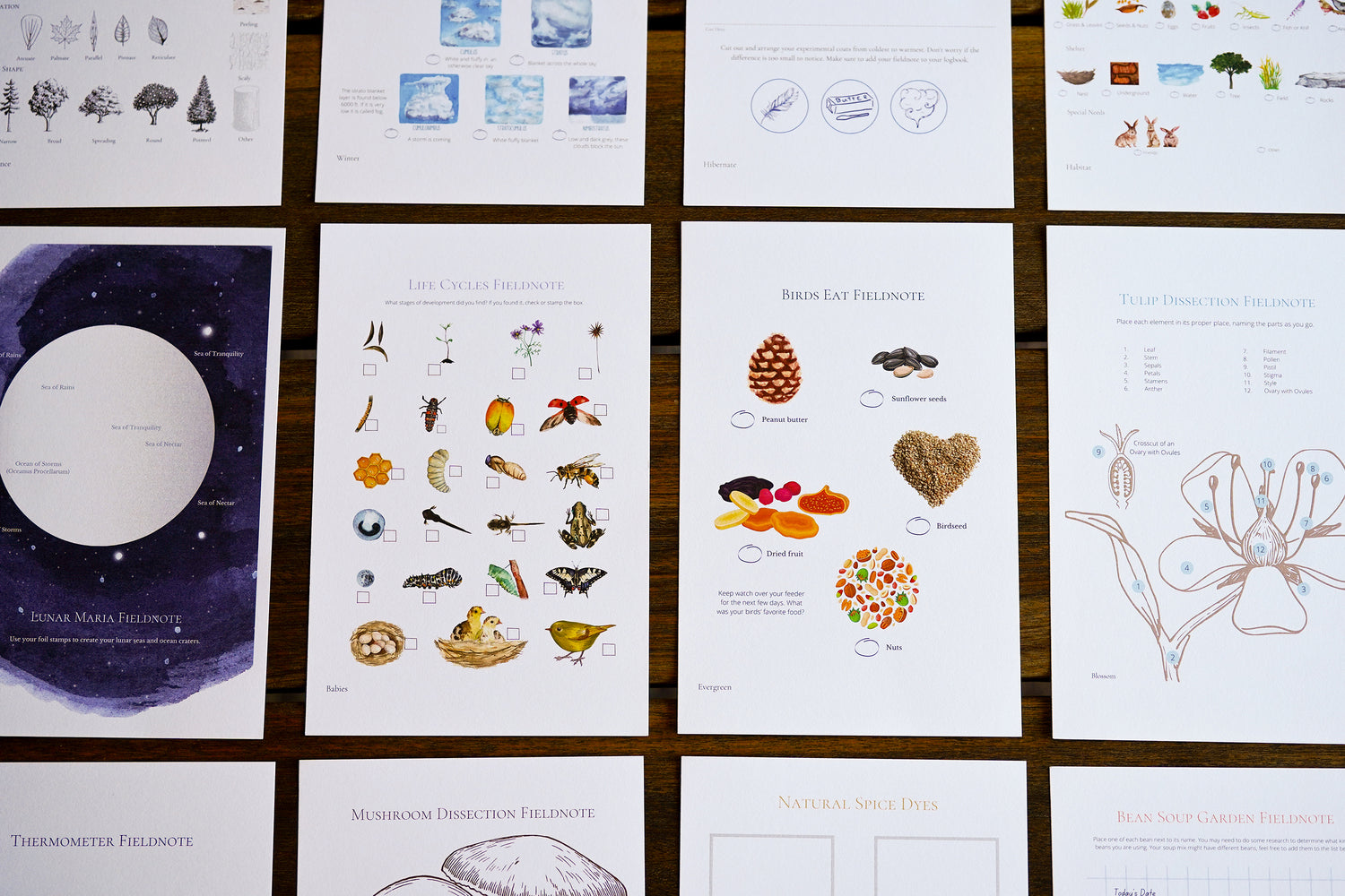 Seasons Afield watercolor cards — student materials for Beautiful Feet Books nature science homeschool curriculum for for Kindergarten, 1st, 2nd, and 3rd grades